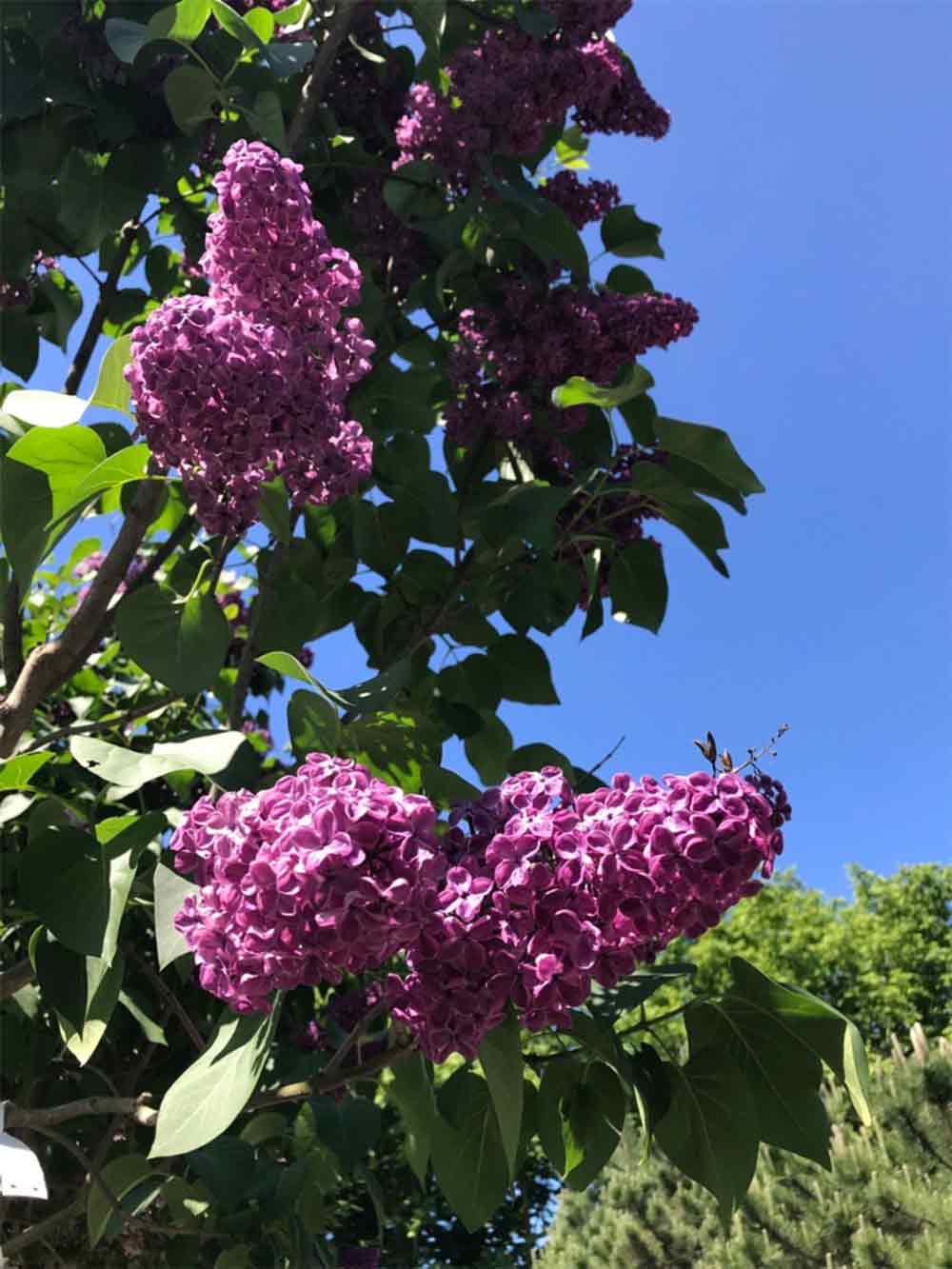 Syringa vulgaris ‘Andenken an Ludwig Späth’ - ädelsyren