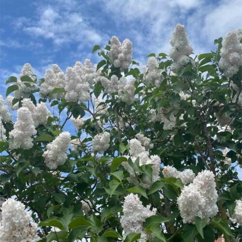 Syringa vulgaris Beauty Of Moscow (‘Krasavitsa Moskvy’) - ädelsyren