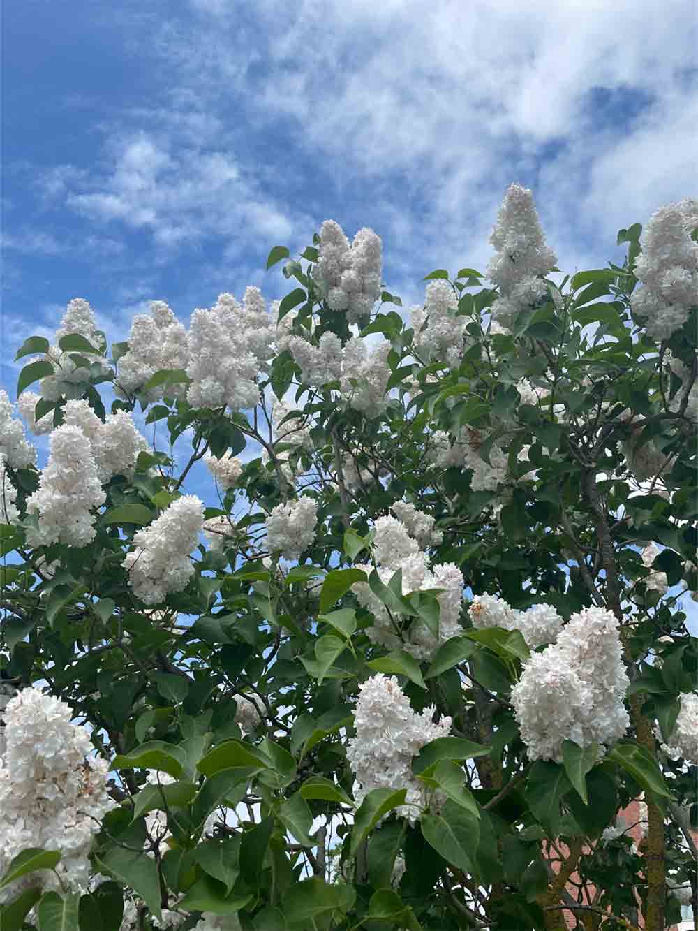 Syringa vulgaris Beauty Of Moscow (‘Krasavitsa Moskvy’) - ädelsyren