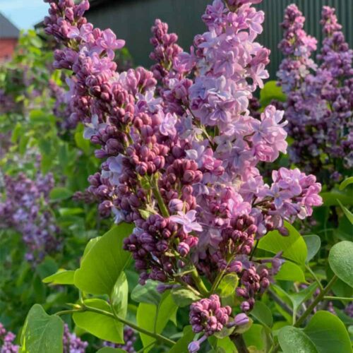 Syringa vulgaris ‘Norrfjärden’ E - ädelsyren
