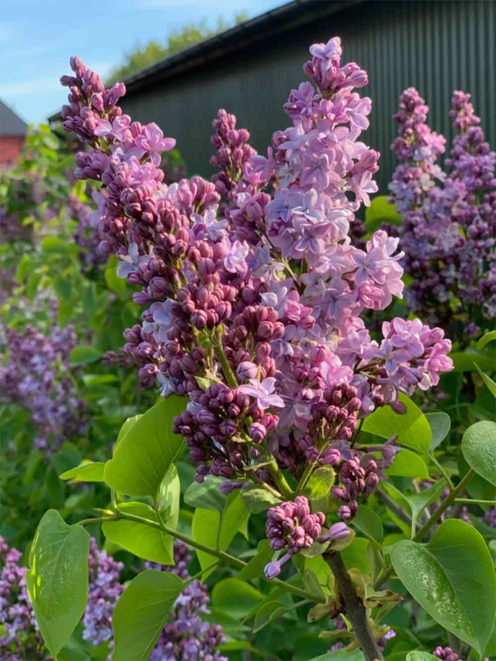 Syringa vulgaris ‘Norrfjärden’ E - ädelsyren
