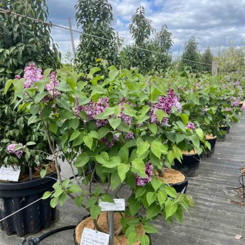 Syringa vulgaris ‘Toddylunden’ - ädelsyren