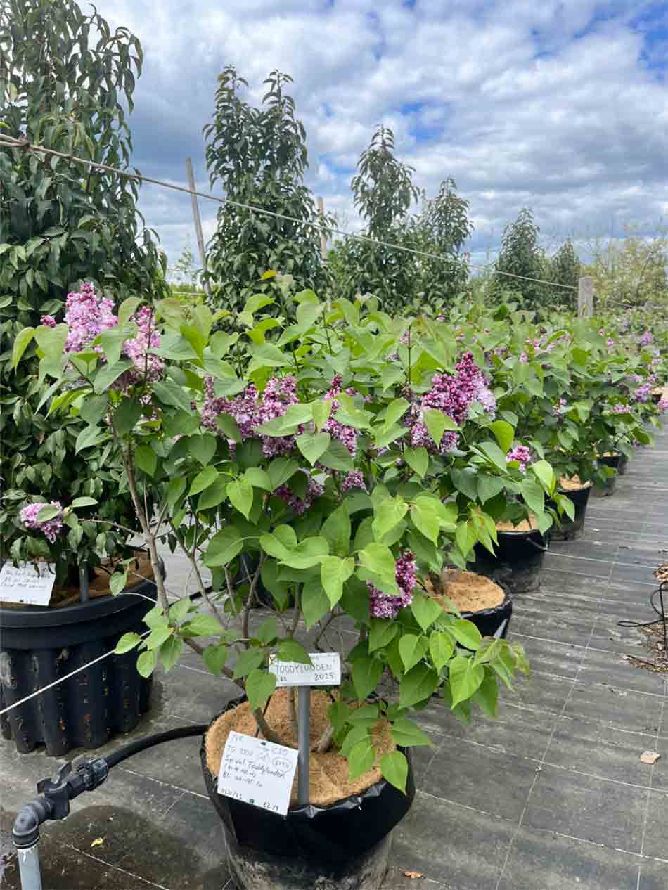 Syringa vulgaris ‘Toddylunden’ - ädelsyren